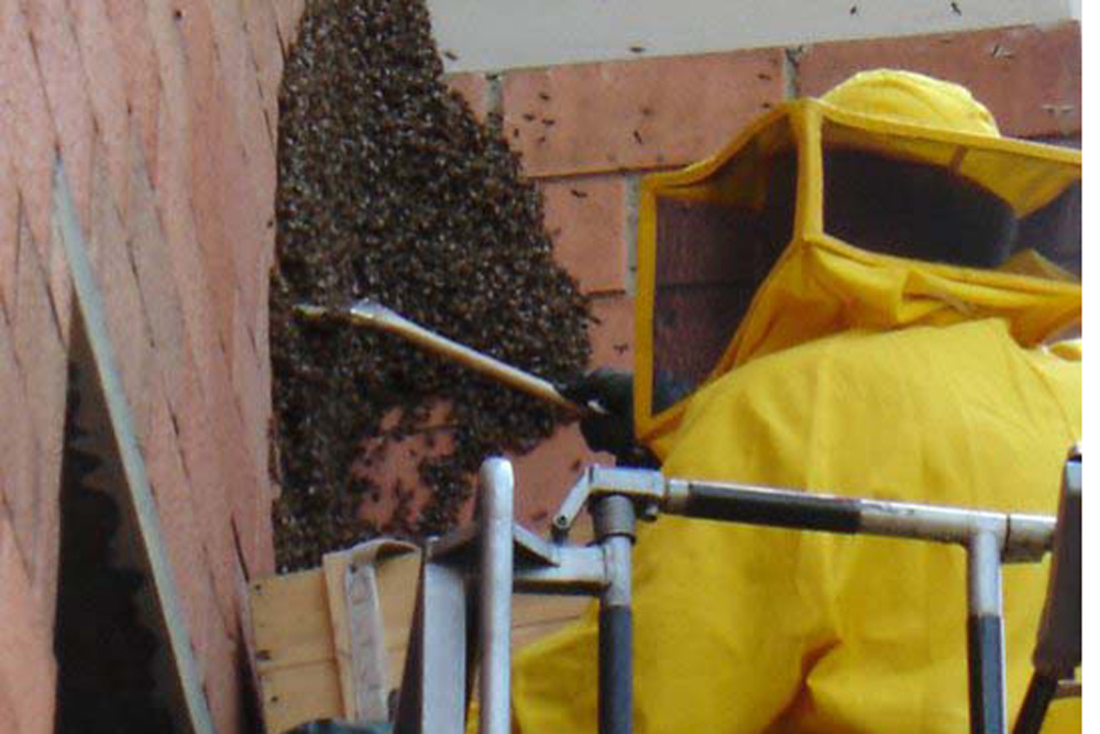 Protezione civile Cinisello: 30 interventi in una settimana contro vespe, api e calabroni