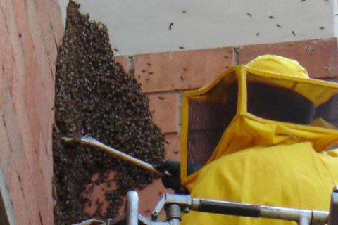 Volete imparare a fare il miele? Al Parco Nord il primo corso di Apicoltura urbana