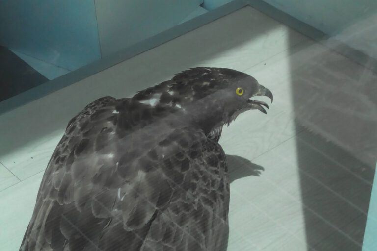 Un falco entra in un negozio, catturato dalle Gev