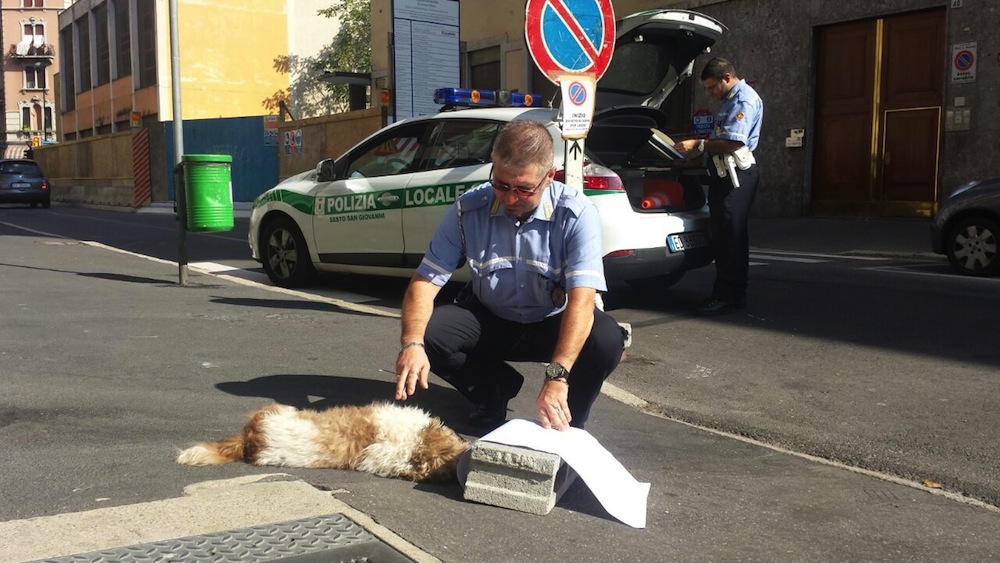Giocava col gatto, cane cade dal balcone del terzo piano