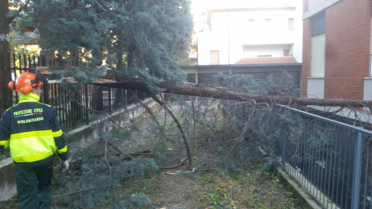 Crolla un albero per colpa del vento: nessun ferito