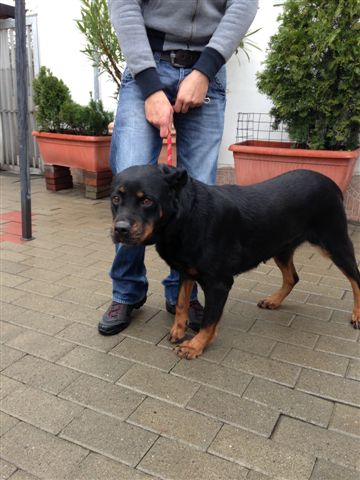 Lndc: Oreste e Pepita, due rottweiler in cerca di casa