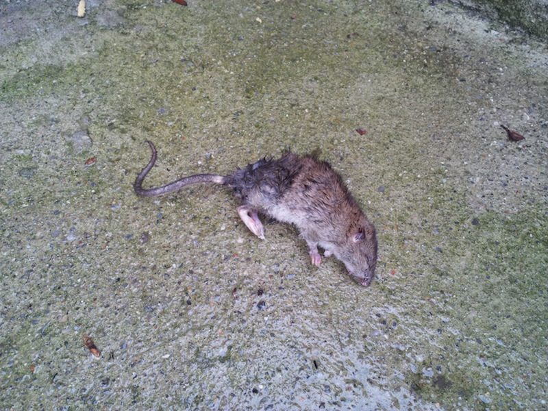 Topi a scuola, a Sesto trovato un ratto morto tra i giochi dell’asilo