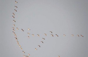 stormo-uccelli-gru