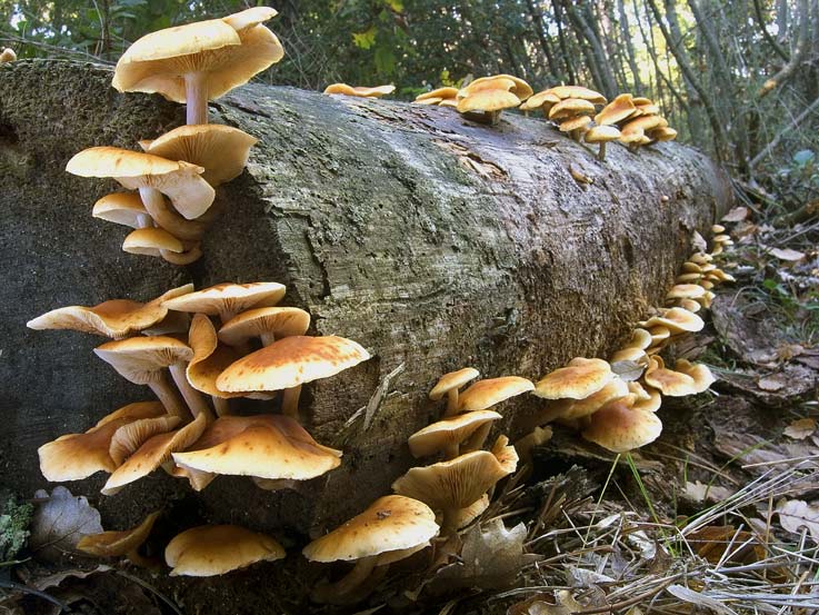 Un tesserino per raccogliere i funghi: la decisione di Regione Lombardia