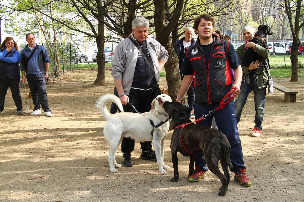 Quattro Zampe Cinisello, partito il corso di addestramento cani