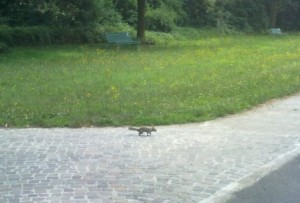 scoiattolo parco nord