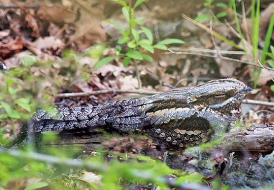 Succiacapre, sparvieri e volpi: le nuove specie del Parco Nord