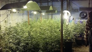 marijuana2