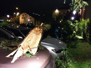 albero-caduto-cinisello-10