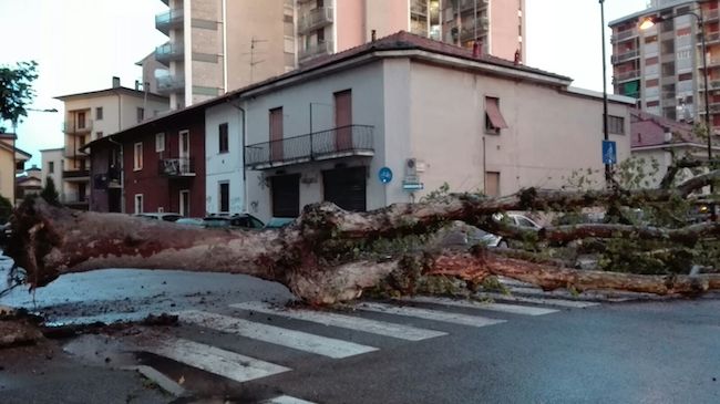 Cinisello, il temporale abbatte un albero nel centro città