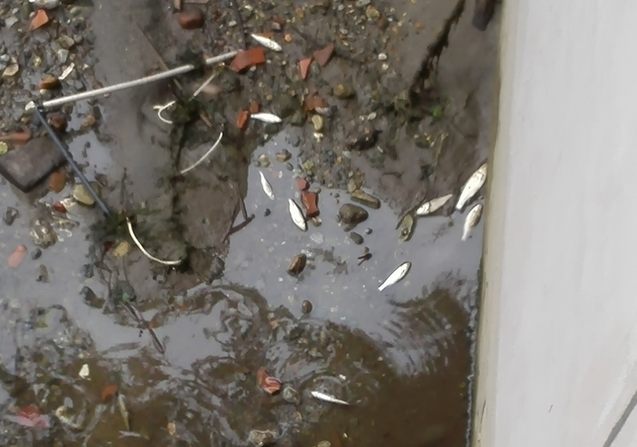 Pesci morti nel Seveso, è allarme inquinamento