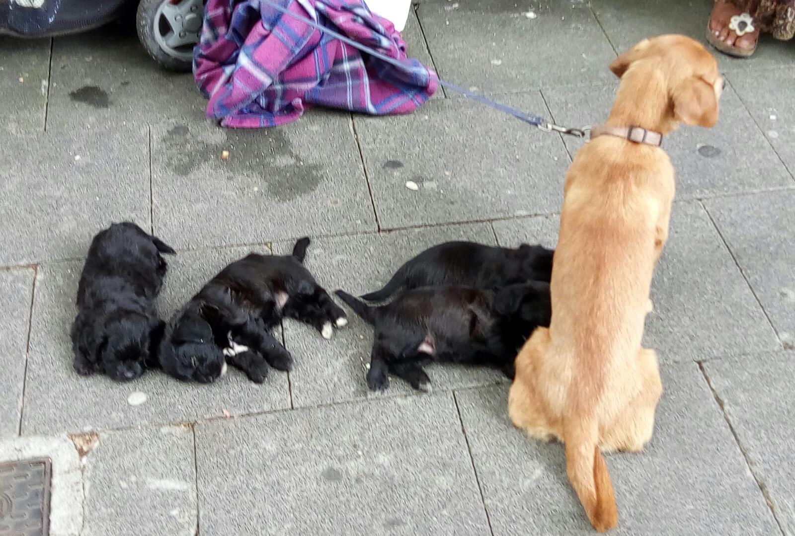 Famiglia vive con 13 cani, di cui uno morto. I carabinieri sequestrano gli animali a Cologno