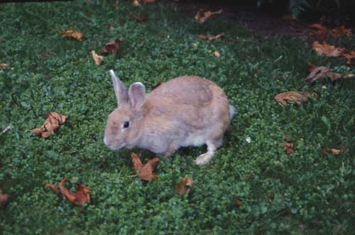 Moria di conigli al Parco Media Valle Lambro. E’ epidemia