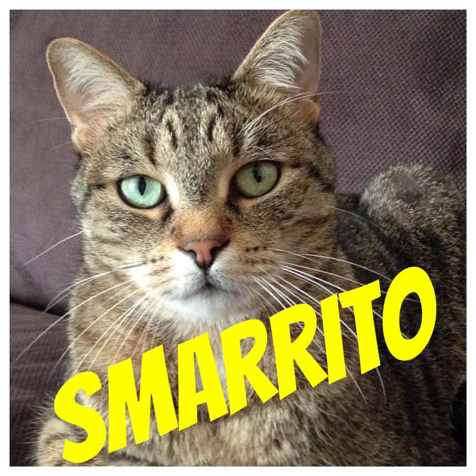 Smarrito Ubaldo: “Aiutateci a ritrovare il nostro gatto”