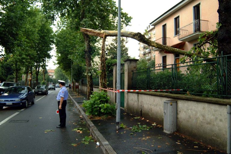 Cinisello, potature degli alberi in tutta la città per prevenire eventi dannosi