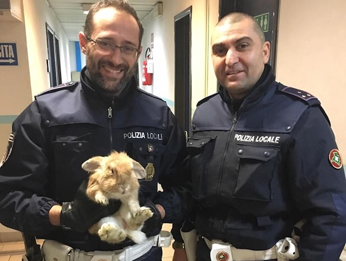 Gli agenti della polizia locale recuperano un coniglio per le vie di Sesto