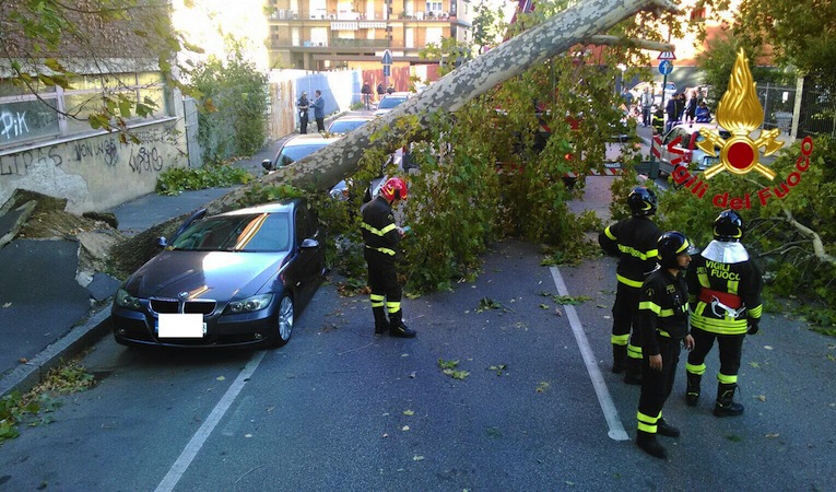 Sesto, il vento abbatte un albero su un’auto. Tragedia sfiorata