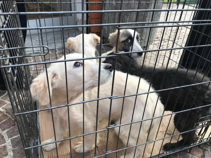 Cusano, 4 cuccioli abbandonati in una gabbia. Ora sono pronti per l’adozione