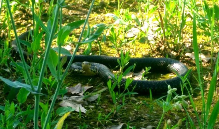 Grugnotorto, avvistato grosso serpente nella zona di Cinisello