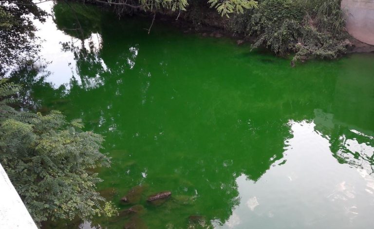 Lambro verde: liquido forse innocuo. Controlli ancora in corso