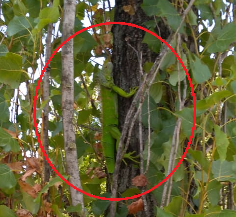 Parco Nord: le Gev “a caccia” dell’iguana verde