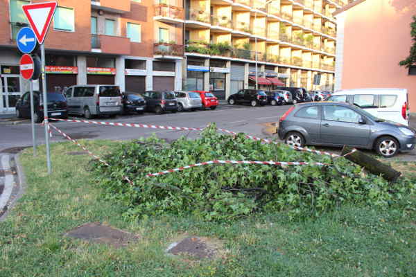 Maltempo a Cinisello Balsamo, due alberi caduti e auto danneggiata
