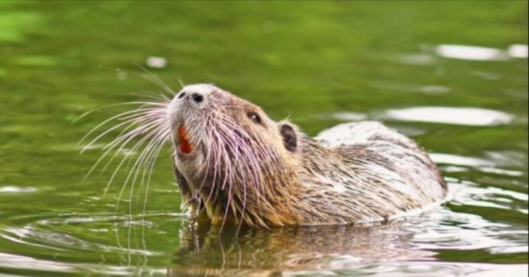 Sesto San Giovanni, nutrie: sterilizzazioni e non abbattimenti
